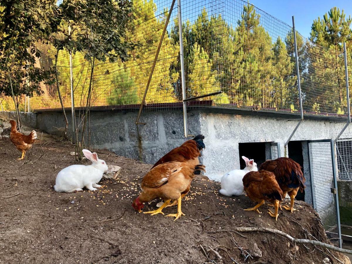 Vila Casa Da Quinta Da Prelada Simao Partie Basse Celorico De Basto Exteriér fotografie